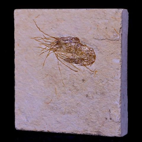 1.5" Fossil Shrimp Carpopenaeus Cretaceous Age 100 Mil Yrs Old Lebanon COA - Fossil Age Minerals