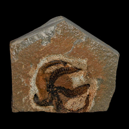 1.1" Brittlestar Ophiura Sp Starfish Fossil Ordovician Age Morocco COA