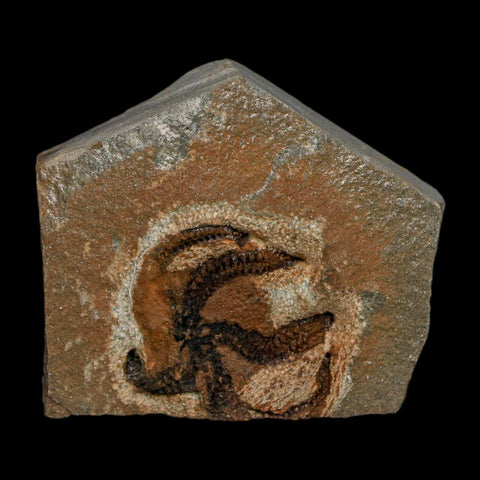 1.1" Brittlestar Ophiura Sp Starfish Fossil Ordovician Age Morocco COA - Fossil Age Minerals