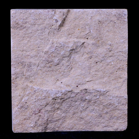 1.5" Fossil Shrimp Carpopenaeus Cretaceous Age 100 Mil Yrs Old Lebanon COA - Fossil Age Minerals