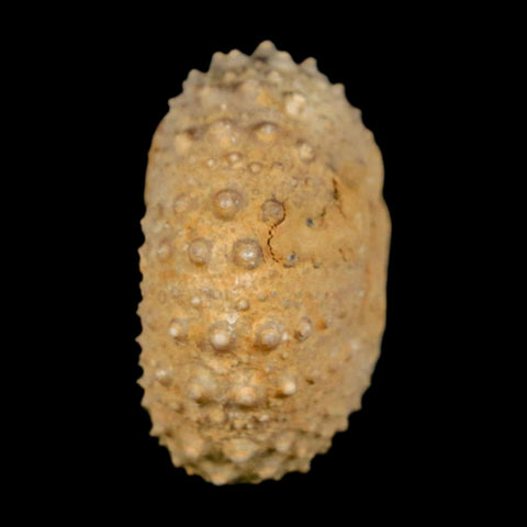 34MM Detailed Fossil Tetragramma Marticense Sea Urchin Echinoid Cretaceous