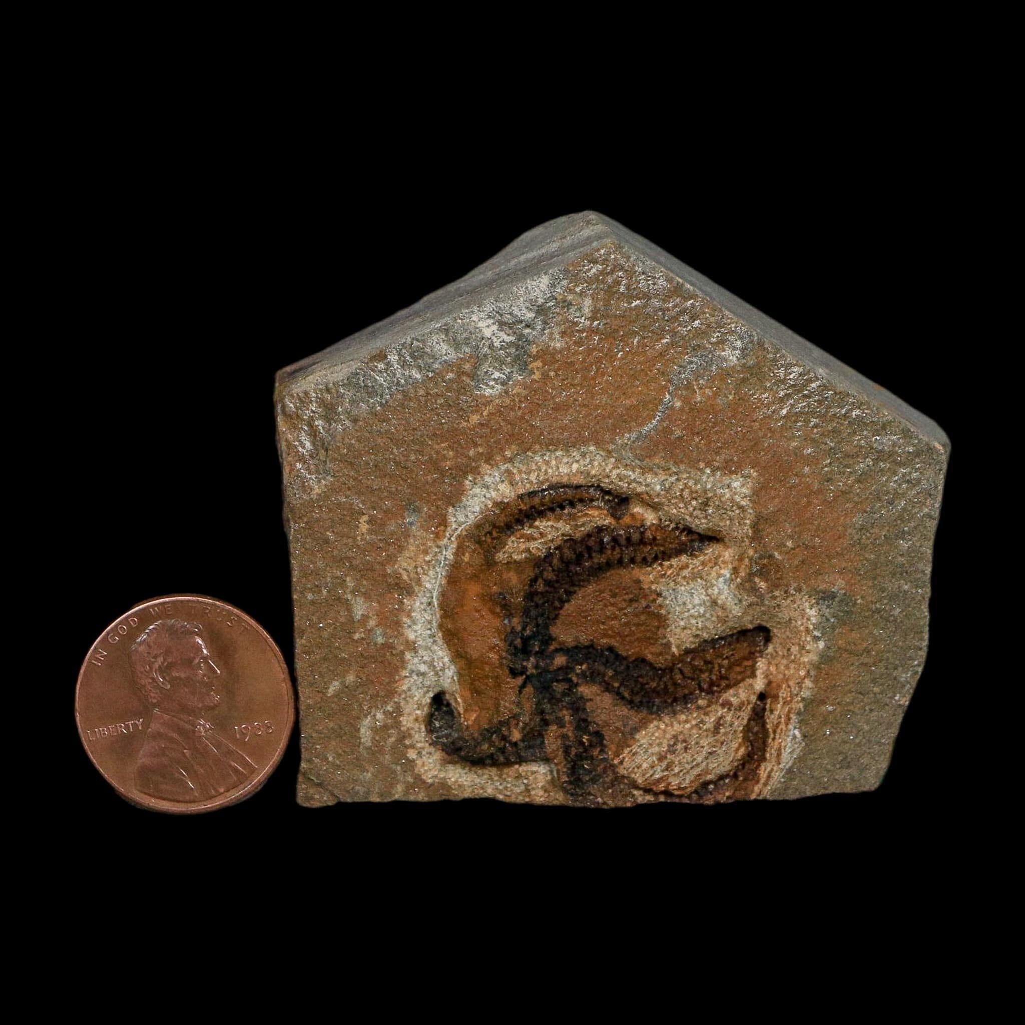 1.1" Brittlestar Ophiura Sp Starfish Fossil Ordovician Age Morocco COA - Fossil Age Minerals