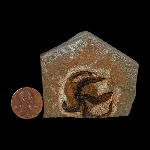 1.1" Brittlestar Ophiura Sp Starfish Fossil Ordovician Age Morocco COA - Fossil Age Minerals