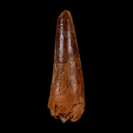 1.9" Spinosaurus Fossil Tooth 100 Million Years Old Cretaceous Dinosaur COA Stand