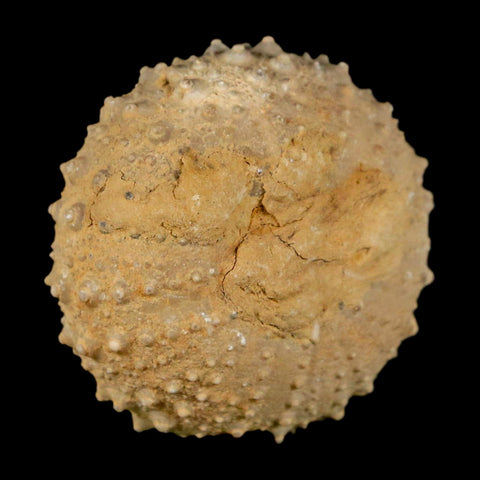 34MM Detailed Fossil Tetragramma Marticense Sea Urchin Echinoid Cretaceous