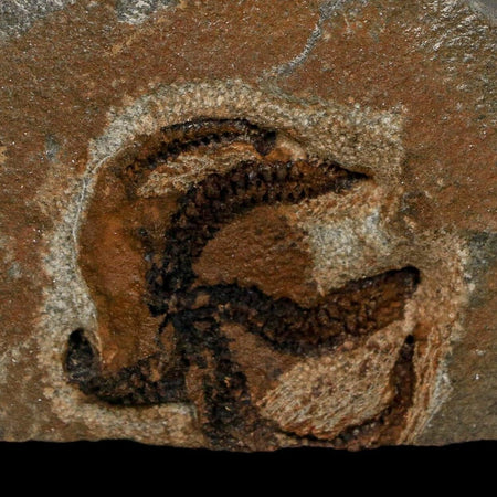1.1" Brittlestar Ophiura Sp Starfish Fossil Ordovician Age Morocco COA