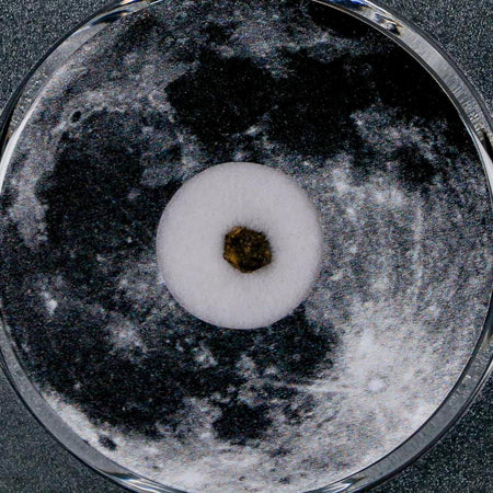 Moon Rock Lunar Meteorite Bechar 003 Algerian Sahara Desert Discovered 2022 COA