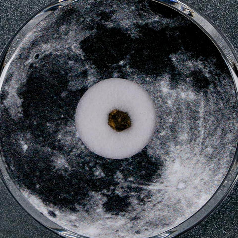 Moon Rock Lunar Meteorite Bechar 003 Algerian Sahara Desert Discovered 2022 COA