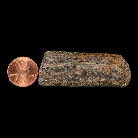 2.2" Mosasaur Fossil Rib Section Cretaceous Dinosaur Era Texas Ozan FM COA - Fossil Age Minerals