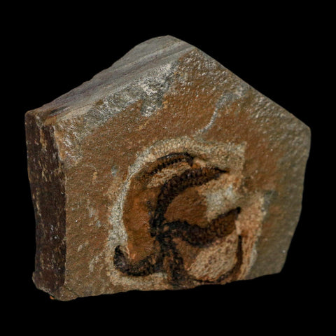 1.1" Brittlestar Ophiura Sp Starfish Fossil Ordovician Age Morocco COA - Fossil Age Minerals