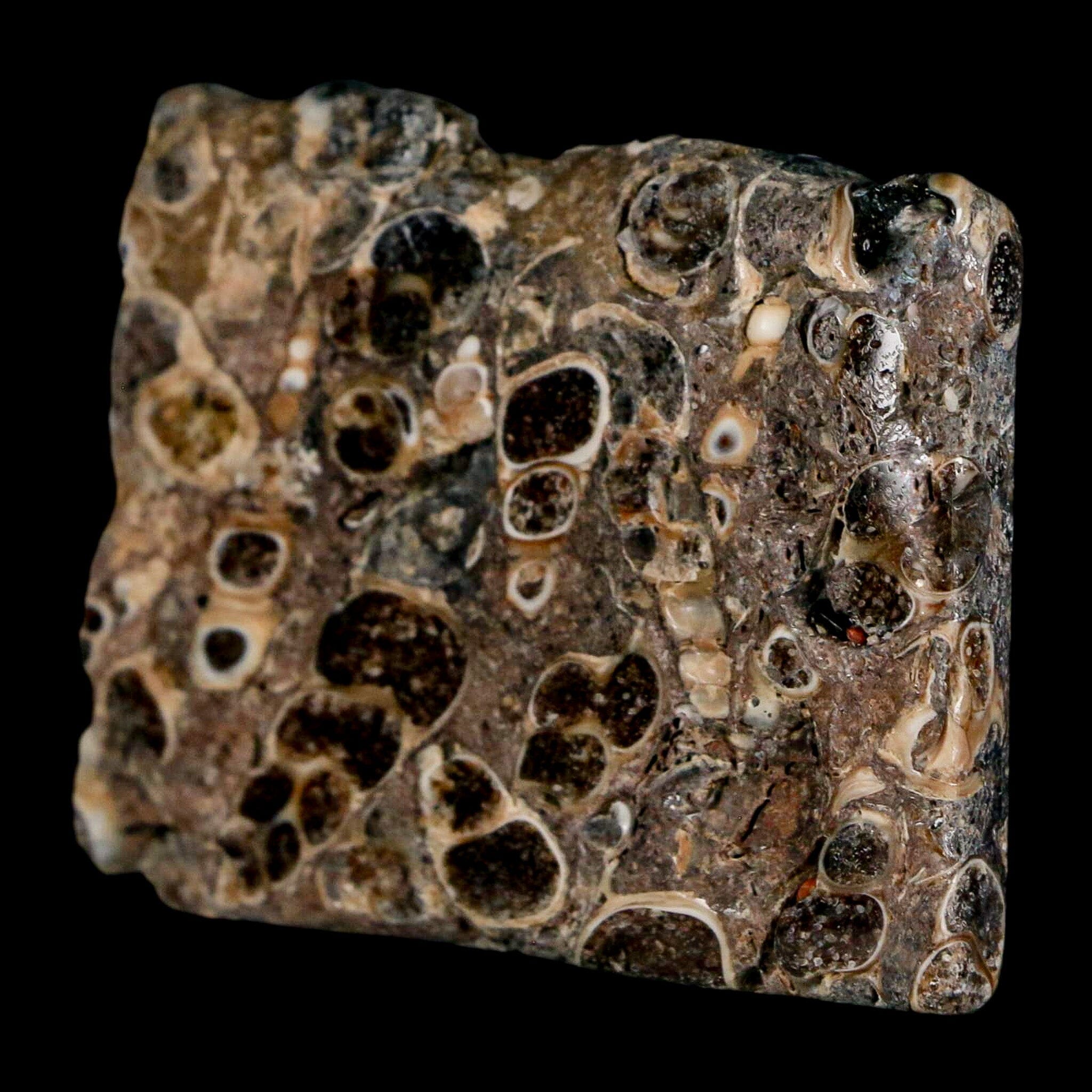 2.1" Polished Cut Slab Of Fossil Turritella Shells Eocene Age Wyoming Gastropod Shells - Fossil Age Minerals