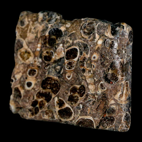 2.1" Polished Cut Slab Of Fossil Turritella Shells Eocene Age Wyoming Gastropod Shells - Fossil Age Minerals