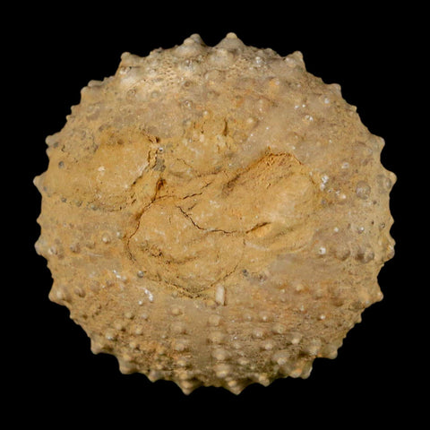 34MM Detailed Fossil Tetragramma Marticense Sea Urchin Echinoid Cretaceous