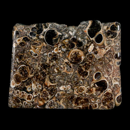 2.1" Polished Cut Slab Of Fossil Turritella Shells Eocene Age Wyoming Gastropod Shells