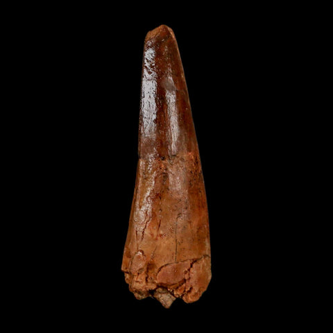 1.9" Spinosaurus Fossil Tooth 100 Million Years Old Cretaceous Dinosaur COA Stand - Fossil Age Minerals