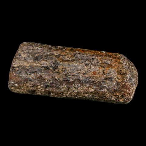 2.2" Mosasaur Fossil Rib Section Cretaceous Dinosaur Era Texas Ozan FM COA - Fossil Age Minerals