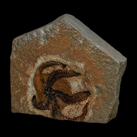 1.1" Brittlestar Ophiura Sp Starfish Fossil Ordovician Age Morocco COA - Fossil Age Minerals