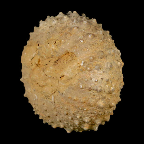 34MM Detailed Fossil Tetragramma Marticense Sea Urchin Echinoid Cretaceous