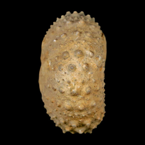 34MM Detailed Fossil Tetragramma Marticense Sea Urchin Echinoid Cretaceous