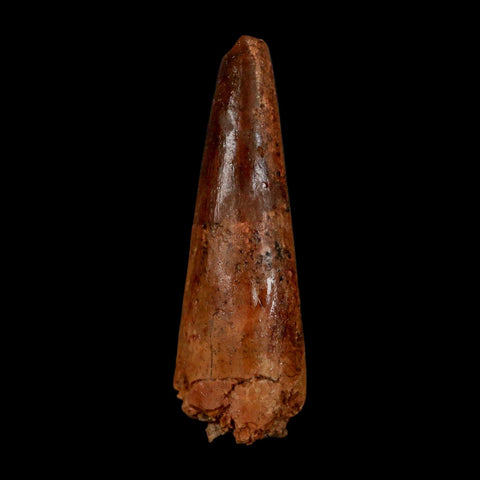 1.9" Spinosaurus Fossil Tooth 100 Million Years Old Cretaceous Dinosaur COA Stand - Fossil Age Minerals