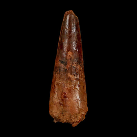 1.9" Spinosaurus Fossil Tooth 100 Million Years Old Cretaceous Dinosaur COA Stand
