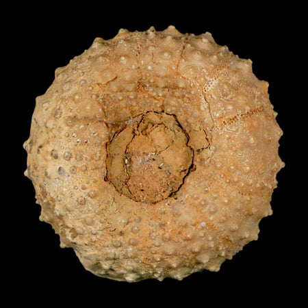 42MM Detailed Fossil Tetragramma Marticense Sea Urchin Echinoid Cretaceous