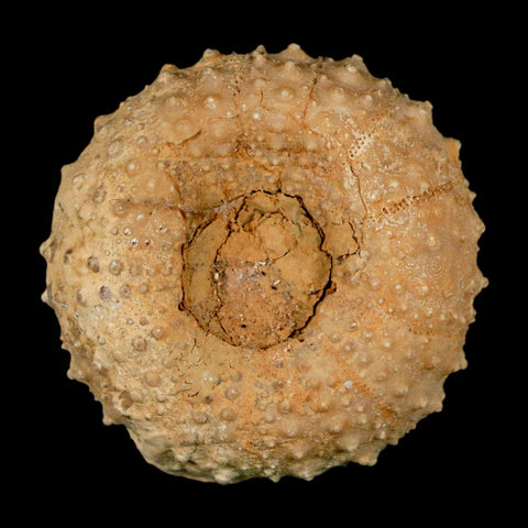 42MM Detailed Fossil Tetragramma Marticense Sea Urchin Echinoid Cretaceous