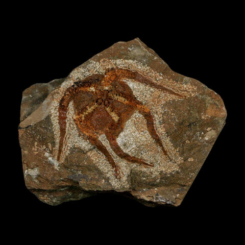 1.6" Brittlestar Ophiura Sp Starfish Fossil Ordovician Age Morocco COA - Fossil Age Minerals