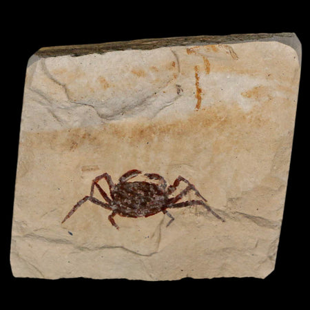 1.4" Fossil Crab Pinnixa Galliheri Pea Crab Monterey Cty San Luis Obispo Miocene Epoch
