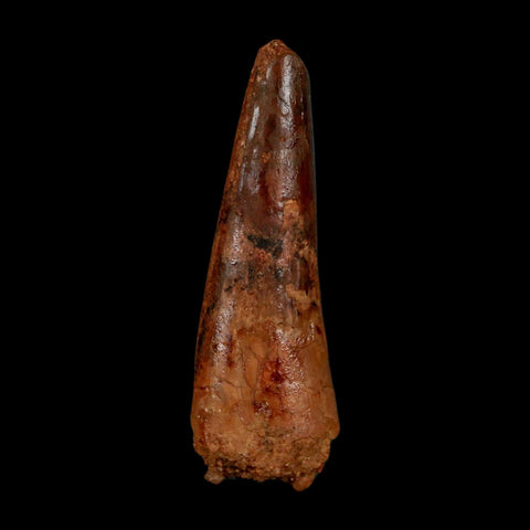 1.9" Spinosaurus Fossil Tooth 100 Million Years Old Cretaceous Dinosaur COA Stand - Fossil Age Minerals