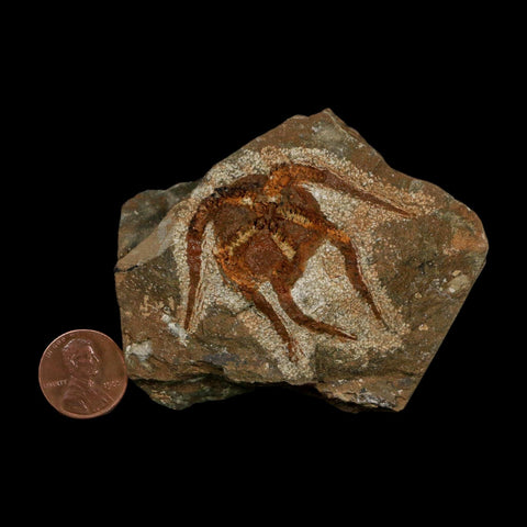 1.6" Brittlestar Ophiura Sp Starfish Fossil Ordovician Age Morocco COA - Fossil Age Minerals
