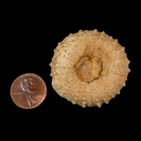 42MM Detailed Fossil Tetragramma Marticense Sea Urchin Echinoid Cretaceous
