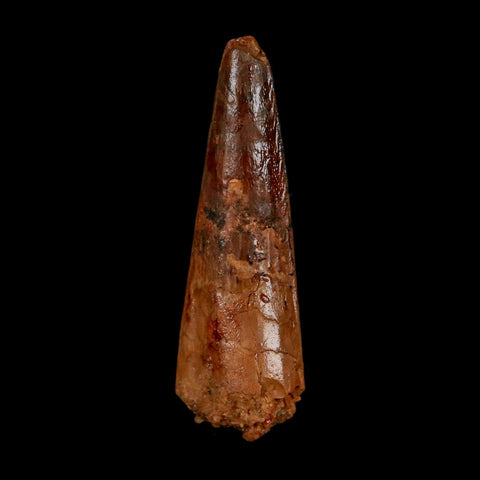 1.9" Spinosaurus Fossil Tooth 100 Million Years Old Cretaceous Dinosaur COA Stand - Fossil Age Minerals
