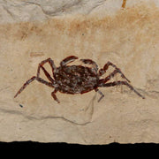 1.4" Fossil Crab Pinnixa Galliheri Pea Crab Monterey Cty San Luis Obispo Miocene Epoch