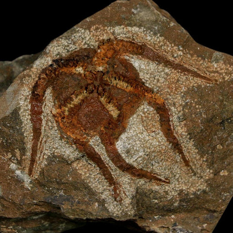 1.6" Brittlestar Ophiura Sp Starfish Fossil Ordovician Age Morocco COA - Fossil Age Minerals