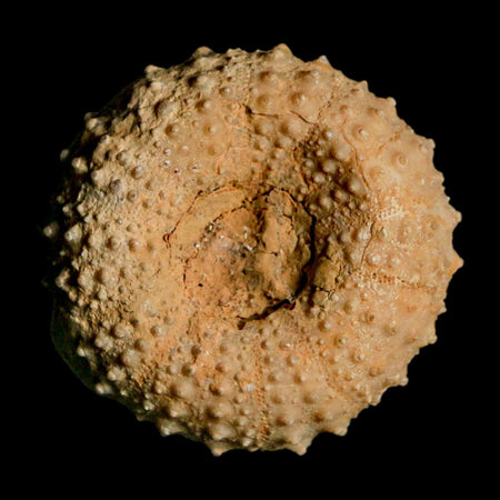 42MM Detailed Fossil Tetragramma Marticense Sea Urchin Echinoid Cretaceous