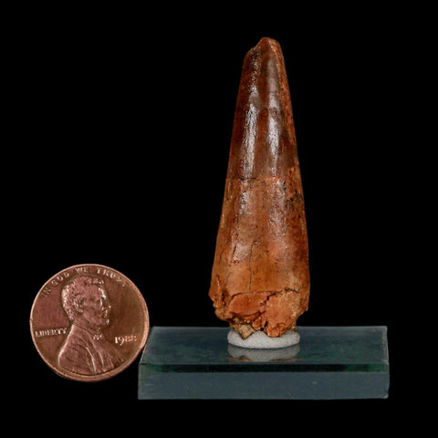 1.9" Spinosaurus Fossil Tooth 100 Million Years Old Cretaceous Dinosaur COA Stand - Fossil Age Minerals