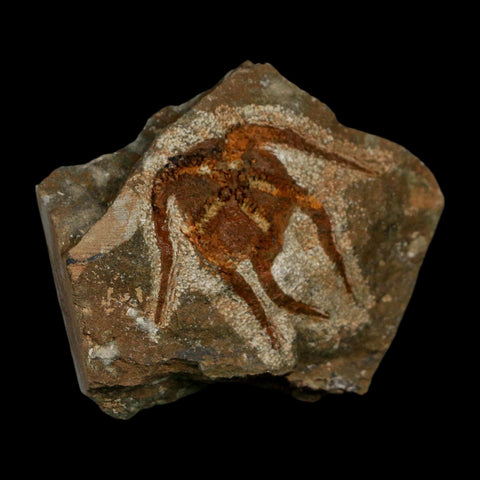 1.6" Brittlestar Ophiura Sp Starfish Fossil Ordovician Age Morocco COA - Fossil Age Minerals
