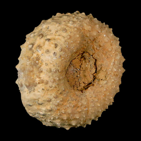 42MM Detailed Fossil Tetragramma Marticense Sea Urchin Echinoid Cretaceous