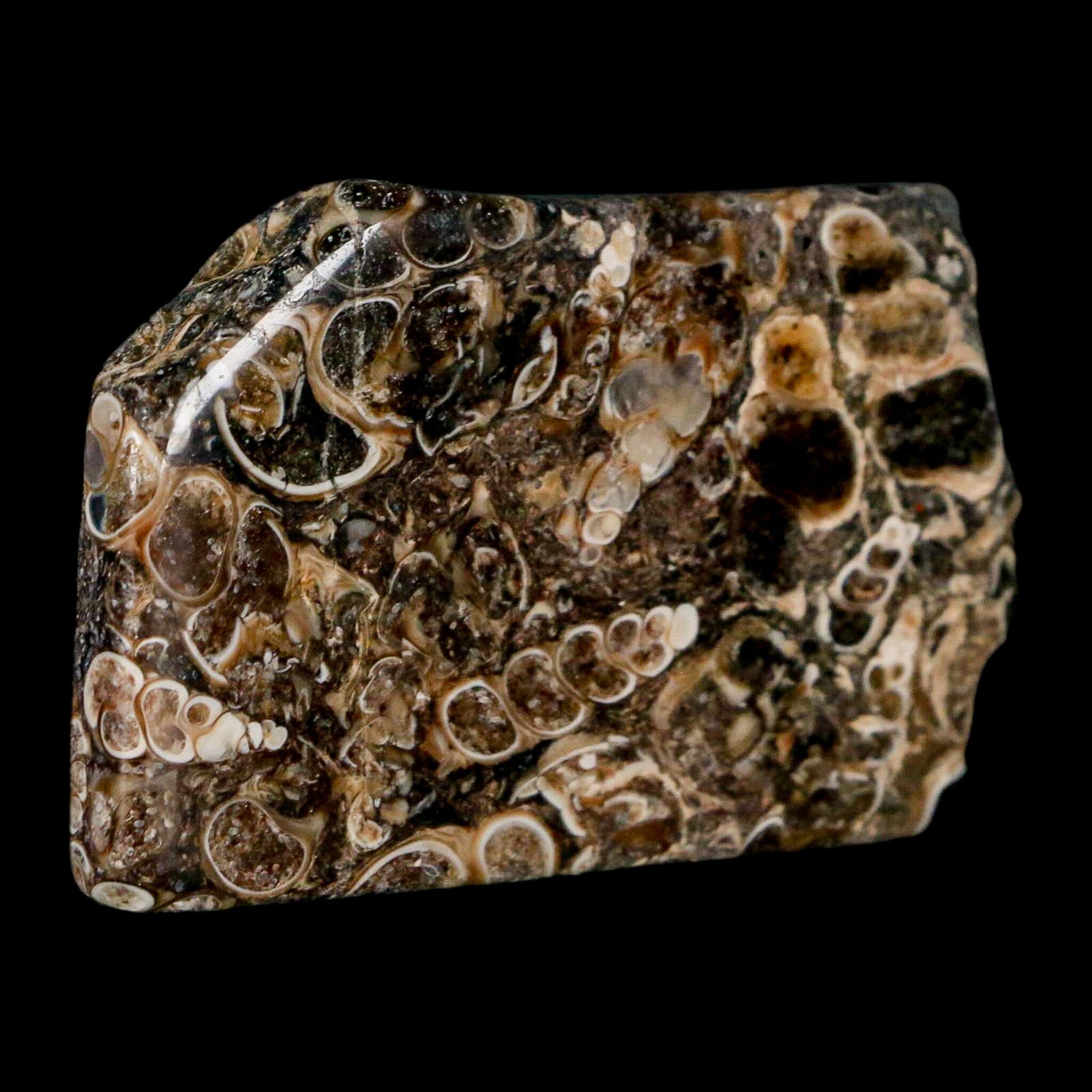 2.2" Polished Cut Slab Of Fossil Turritella Shells Eocene Age Wyoming Gastropod Shells - Fossil Age Minerals