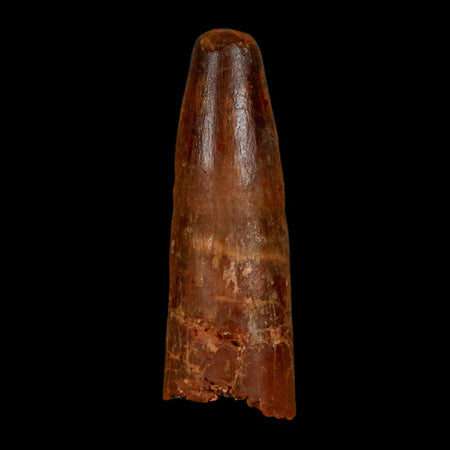 1.5" Spinosaurus Fossil Tooth 100 Million Years Old Cretaceous Dinosaur COA Stand