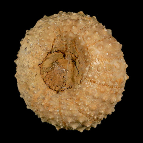 42MM Detailed Fossil Tetragramma Marticense Sea Urchin Echinoid Cretaceous
