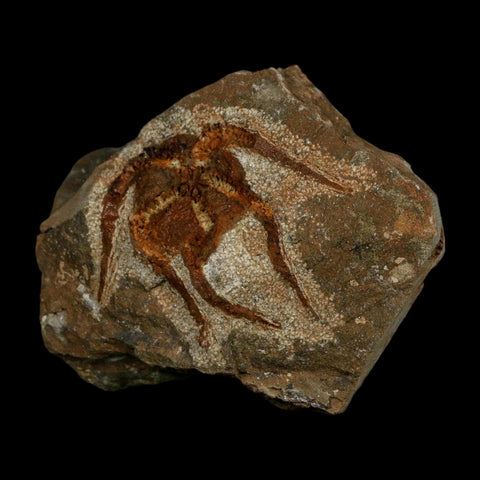 1.6" Brittlestar Ophiura Sp Starfish Fossil Ordovician Age Morocco COA - Fossil Age Minerals