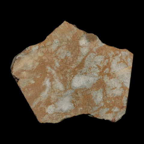 1.6" Brittlestar Ophiura Sp Starfish Fossil Ordovician Age Morocco COA - Fossil Age Minerals