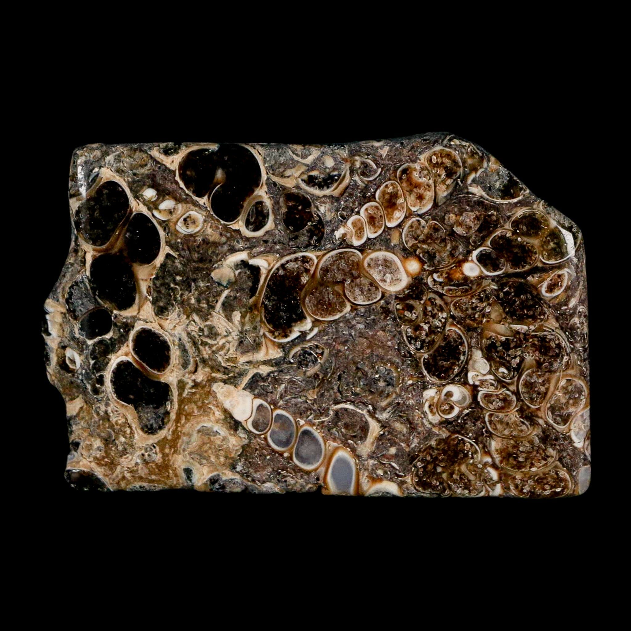 2.2" Polished Cut Slab Of Fossil Turritella Shells Eocene Age Wyoming Gastropod Shells - Fossil Age Minerals