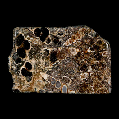2.2" Polished Cut Slab Of Fossil Turritella Shells Eocene Age Wyoming Gastropod Shells