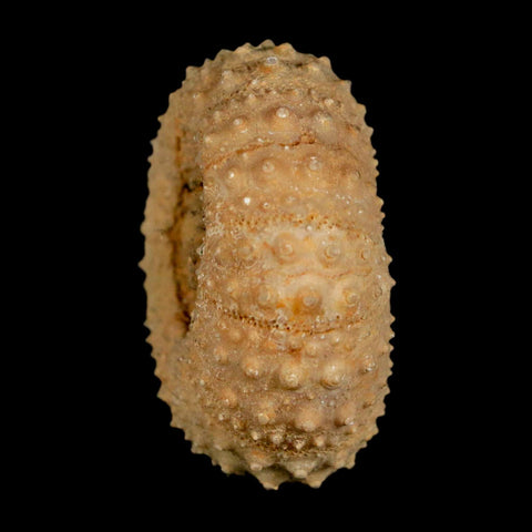42MM Detailed Fossil Tetragramma Marticense Sea Urchin Echinoid Cretaceous
