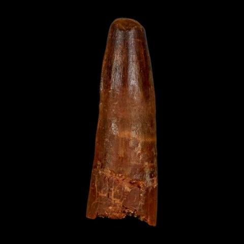 1.5" Spinosaurus Fossil Tooth 100 Million Years Old Cretaceous Dinosaur COA Stand - Fossil Age Minerals