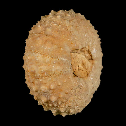 42MM Detailed Fossil Tetragramma Marticense Sea Urchin Echinoid Cretaceous