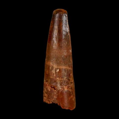 1.5" Spinosaurus Fossil Tooth 100 Million Years Old Cretaceous Dinosaur COA Stand - Fossil Age Minerals